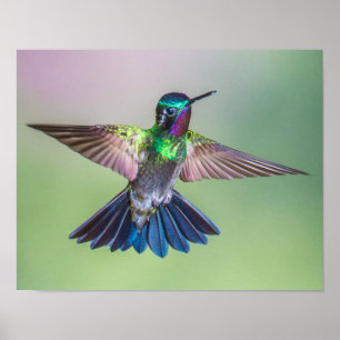 Poster Voler Colibri violet, vert et bleu