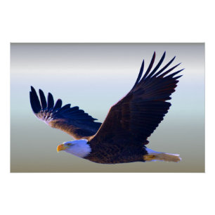 Poster Voler d'Eagle chauve