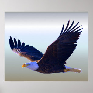 Poster Voler d'Eagle chauve