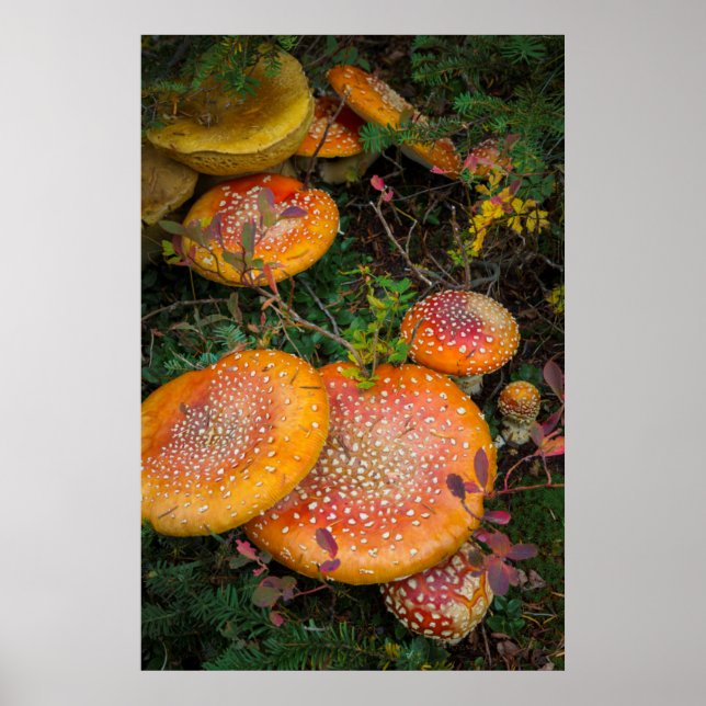 Poster Voler des champignons agariques au lac Mowich (Devant)