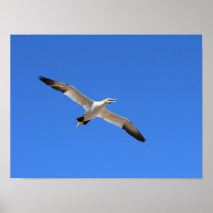 Poster Voler Gannet Oiseau Ciel bleu
