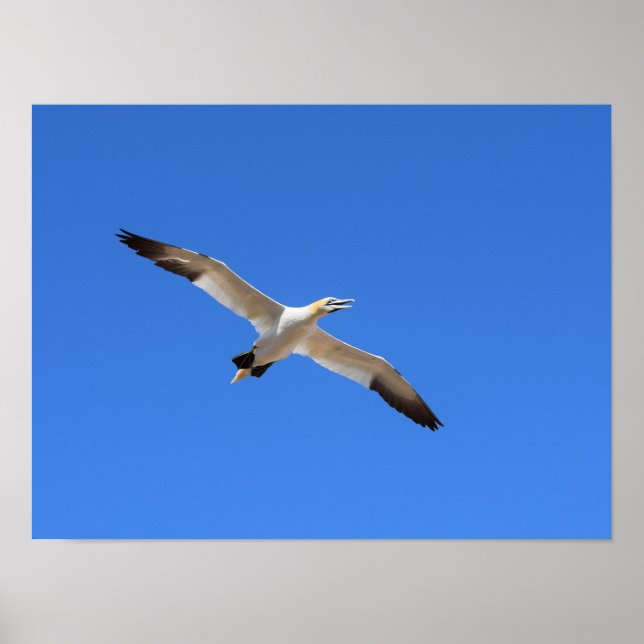 Poster Voler Gannet Oiseau Ciel bleu (Devant)