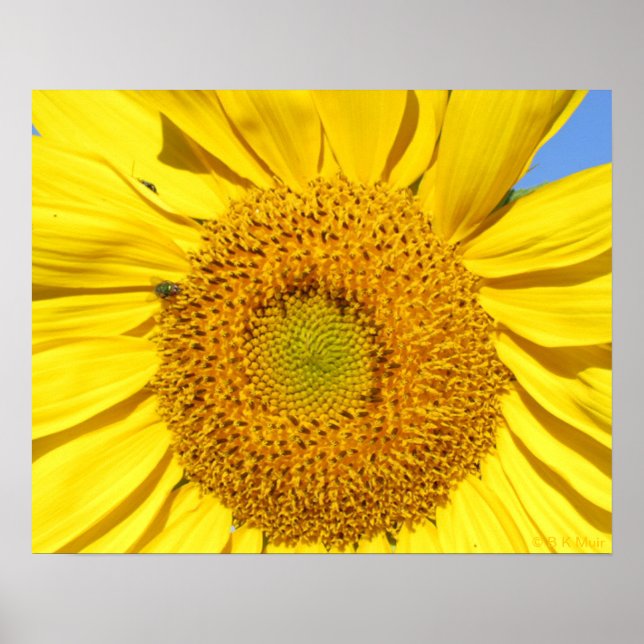 Poster - Voler sur le tournesol (Devant)
