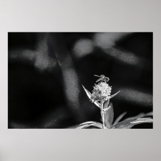 Poster Voler uniquement de l'or