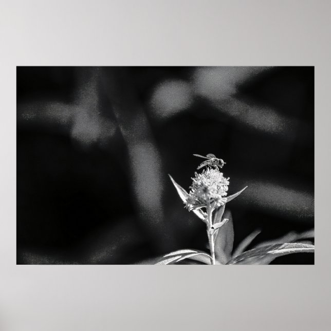 Poster Voler uniquement de l'or (Devant)