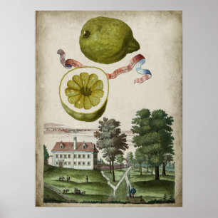 Poster Volkamer Citrus Lemon Paysage italien