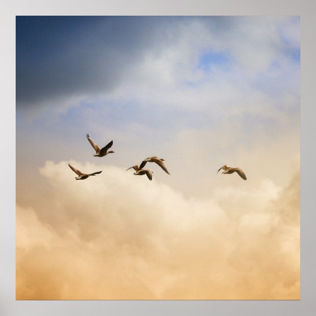 Poster Vols d'oiseaux (Devant)