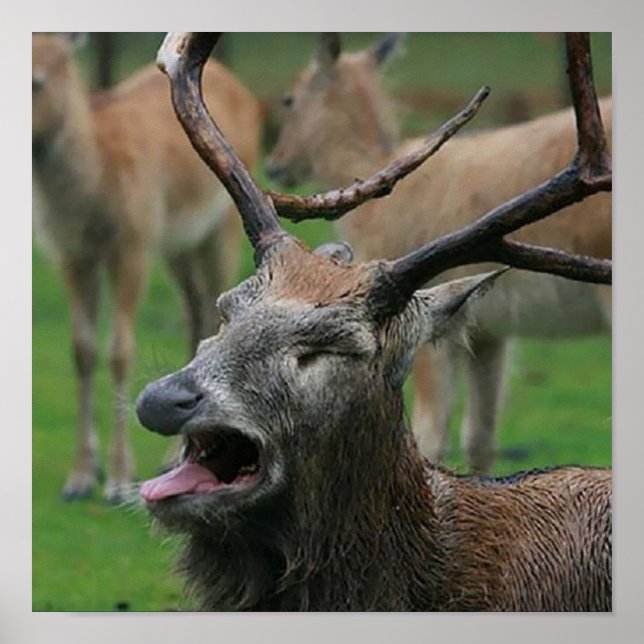 Poster Vomissement du cerf : (Devant)