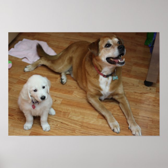 Poster Vos bébés furr sur papier (Devant)