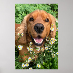 Poster Votre image de chien ici
