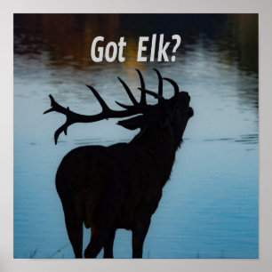 Poster Vous avez Elk ? Funny Hunter Humour