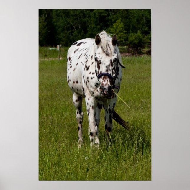 Poster Vous avez été repérés (Devant)