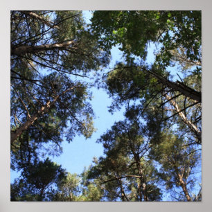 Poster Voûte de forêt de pin