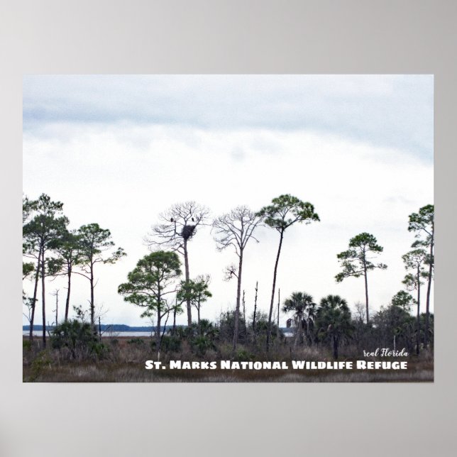 Poster Voyage | Floride - Eagles Nest, St Marks Faune (Devant)