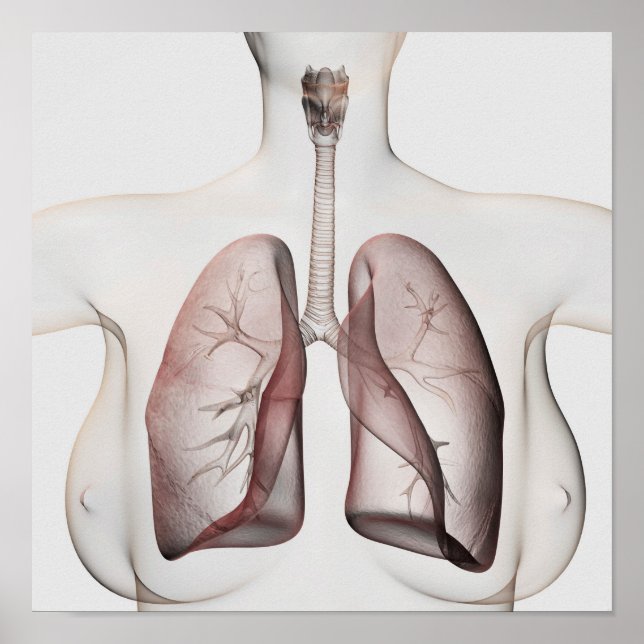 Poster Vue 3D Du Système Respiratoire Féminin 1 (Devant)