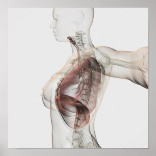 Poster Vue 3D Du Système Respiratoire Féminin 2