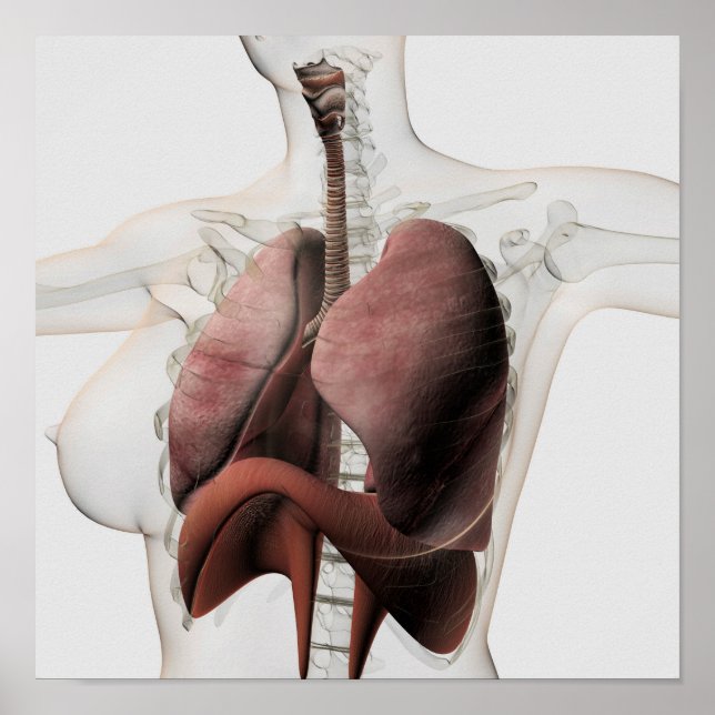 Poster Vue 3D Du Système Respiratoire Féminin 3 (Devant)