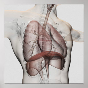 Poster Vue 3D Du Système Respiratoire Homme