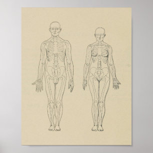 Poster Vue antérieure Squelette humain Homme Femme Imprim