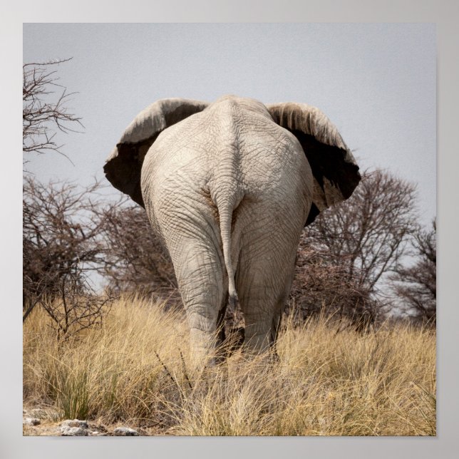 Poster Vue arrière de l'éléphant (Devant)