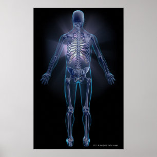 Poster Vue arrière du squelette humain