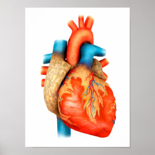 Poster Vue Avant Du Coeur Humain