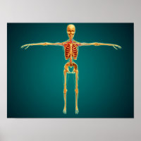 Vue Avant Du Squelette Humain Avec Nerveux