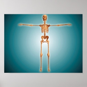 Poster Vue Avant Du Système Skeletal Humain