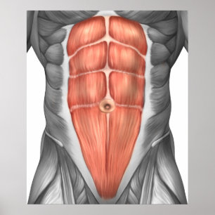 Poster Vue Complète Des Muscles Abdominaux Hommes
