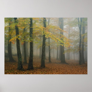Poster Vue d'automne de la forêt de brouillard, Grand-pèr