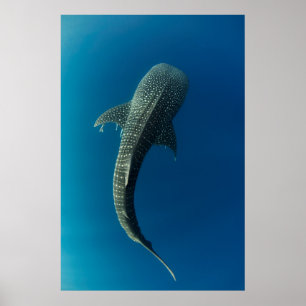 Poster Vue de dessus d'un requin baleine