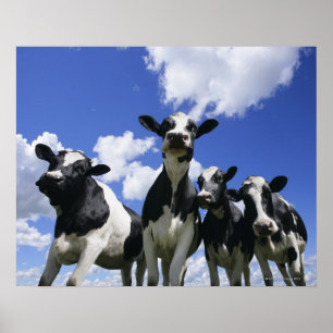 Poster Vue de quatre jeunes veaux