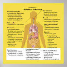 Vue d'ensemble des infections bactériennes