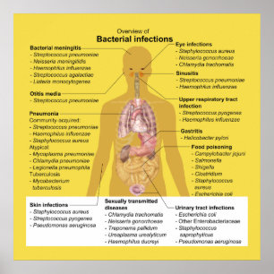 Poster Vue d'ensemble des infections bactériennes