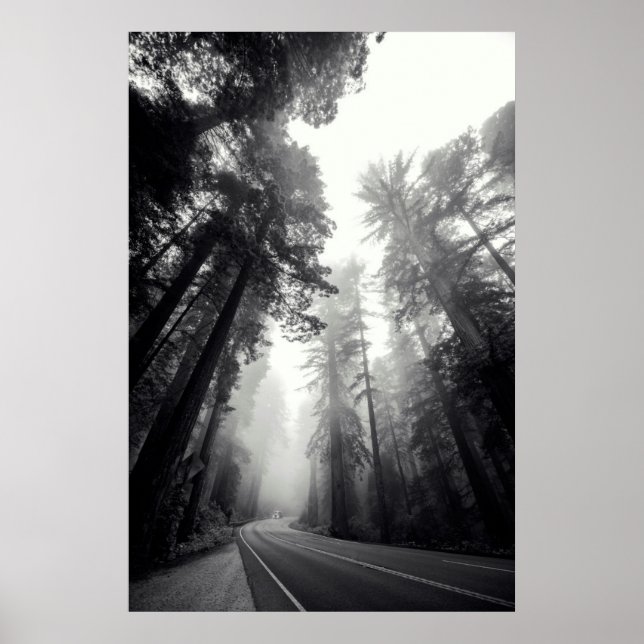 Poster Vue Des Séquoia Dans La Forêt (Devant)