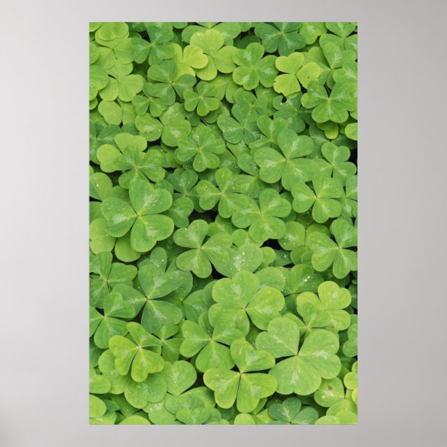 Poster Vue d'Oxalis Oregana bois Sorrel Foliage (Devant)