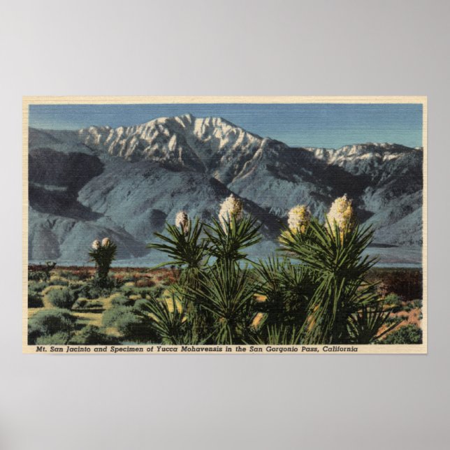 Poster Vue du mont San Jacinto, Yucca Mohavensis (Devant)
