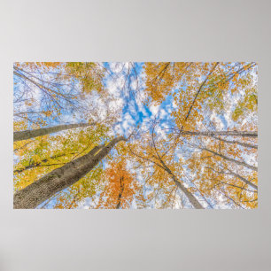 Poster Vue du sol forestier