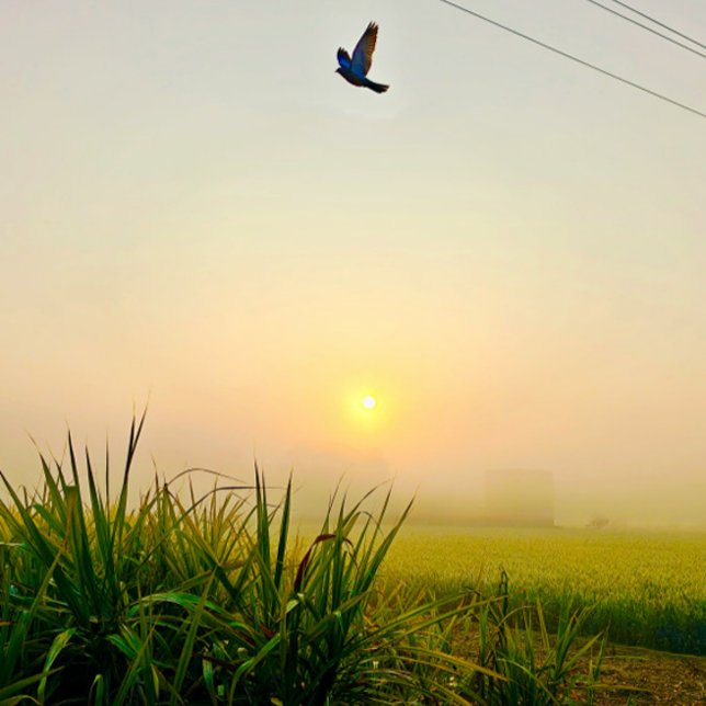 Poster vue du village matinal (village of punjab sunrise moment  , peaceful nature vibes)