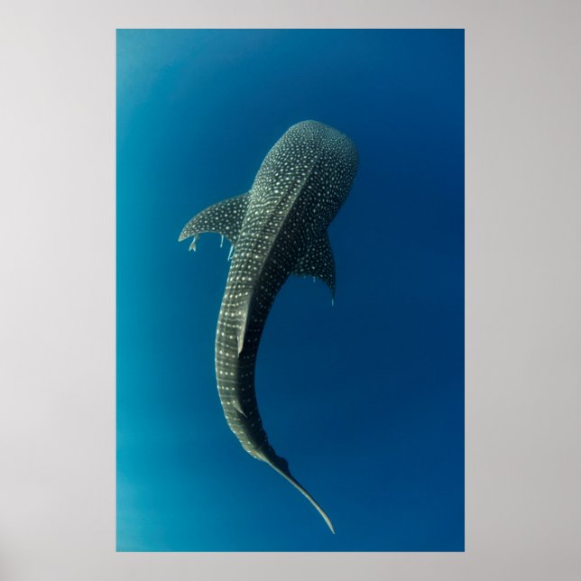 Poster Vue en haut d'un requin baleine (Devant)