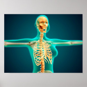 Poster Vue En Rayon X Du Corps Supérieur Féminin Montrant