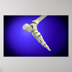 Poster Vue En Rayon X Du Pied Humain 2