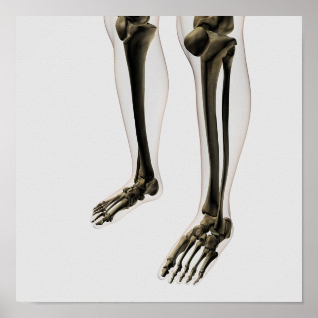 Poster Vue En Trois Dimensions De La Jambe Et Des Pieds H (Devant)