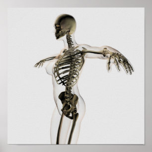 Poster Vue En Trois Dimensions Du Système Squelettique Fé