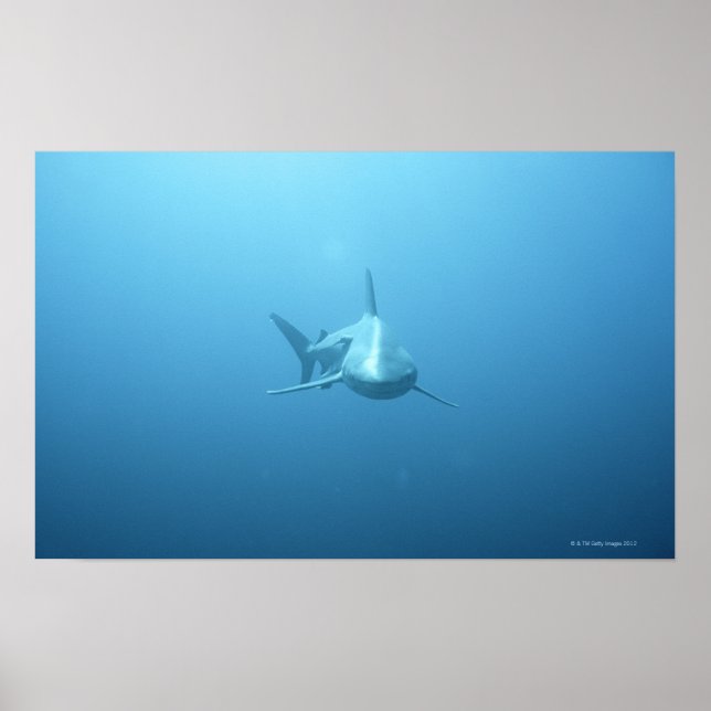Poster Vue frontale d'un requin tigre (Devant)