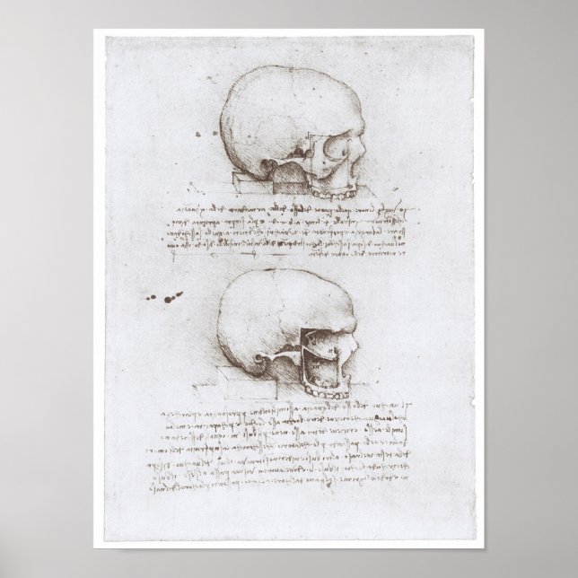 Poster Vue latérale du crâne, Léonard de Vinci (Devant)