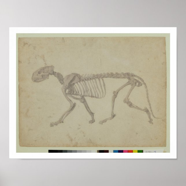 Poster Vue latérale d'un squelette de tigre, étude termin (Devant)