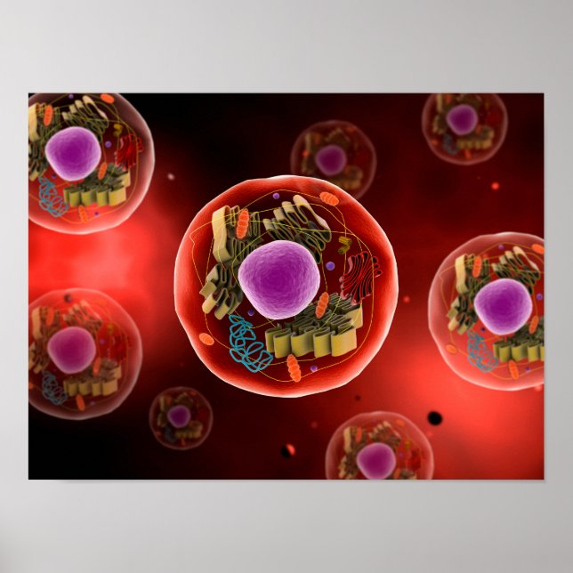 Poster Vue Microscopique De La Cellule Animale 2 (Devant)