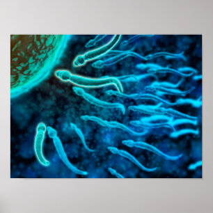 Poster Vue Microscopique De La Nage De Sperme Vers L'Oeuf