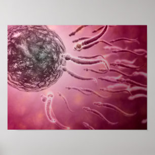 Poster Vue Microscopique De La Nage De Sperme Vers L'Oeuf